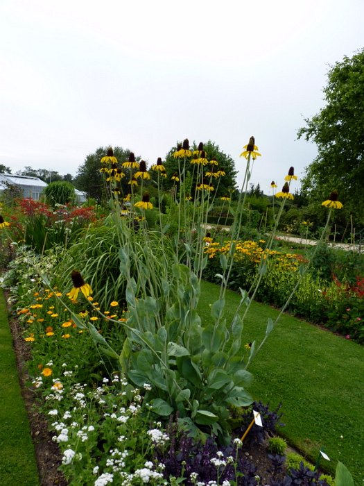 Rudbeckia maxima (5)